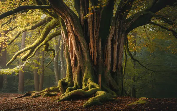 A majestic ancient tree with sprawling moss-covered roots in a serene forest, rendered in stunning detail as a 4K Ultra HD PC desktop wallpaper and background.