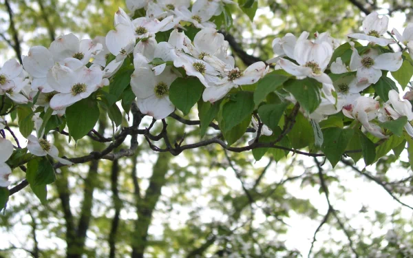 HD desktop wallpaper featuring a close-up of a dogwood tree branch in full spring bloom with white flowers and green leaves against a soft natural background.