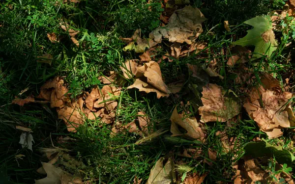 A 4K Ultra HD desktop wallpaper showing autumn fall leaves scattered on green grass in a natural outdoor setting.