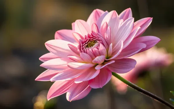 Close-up pink flower bloom in soft sunlight, 4K Ultra HD PC desktop wallpaper and background.