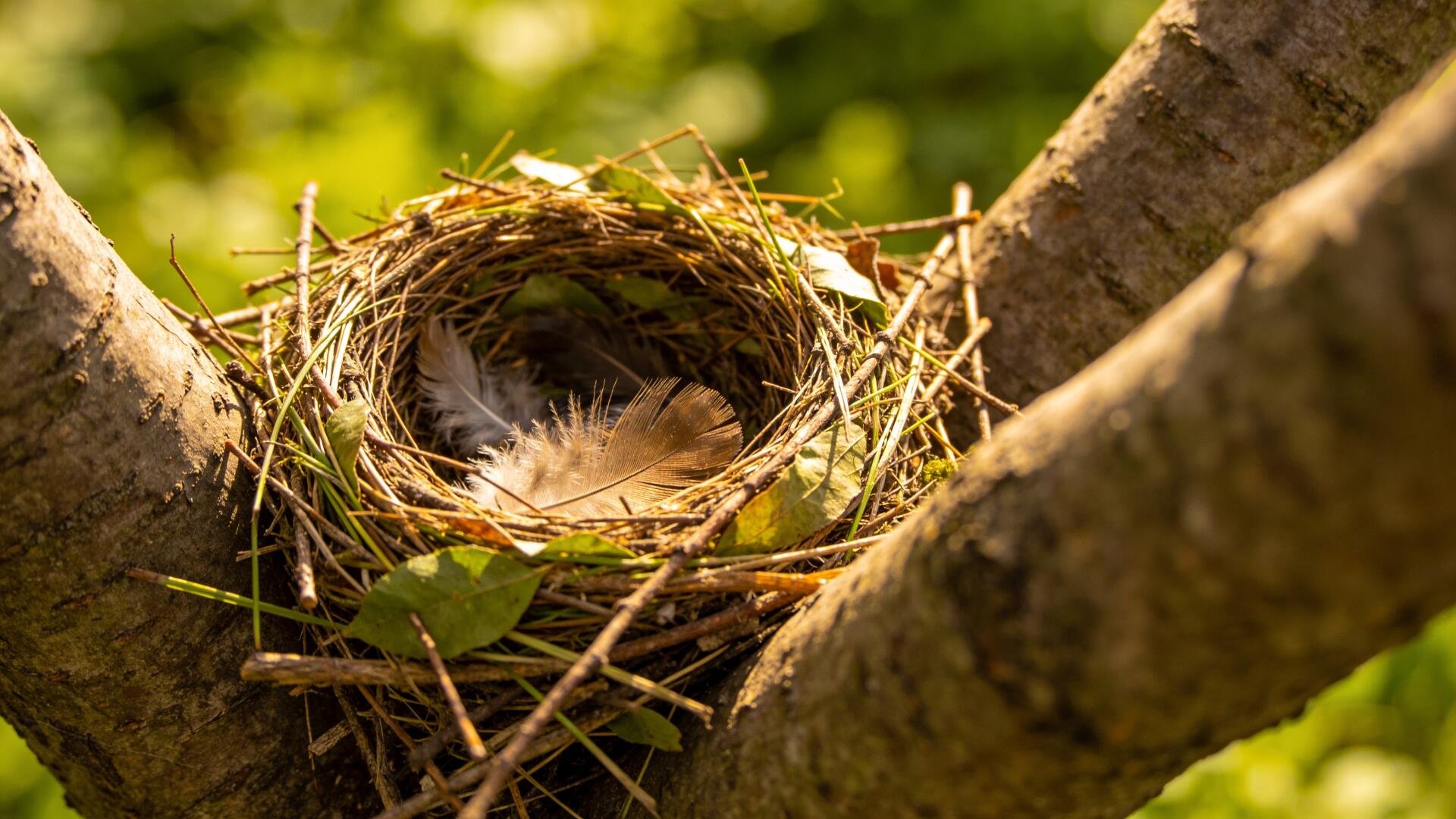 4K Ultra HD PC desktop wallpaper: nature scene of a bird nest with a soft feather nestled in sunlit branches and green foliage.