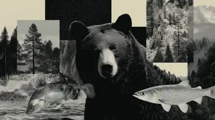 Black & white cryptidcore Aesthetic Collage of a bear with floating fish and forest panels — 2K Quad HD PC desktop wallpaper and background
