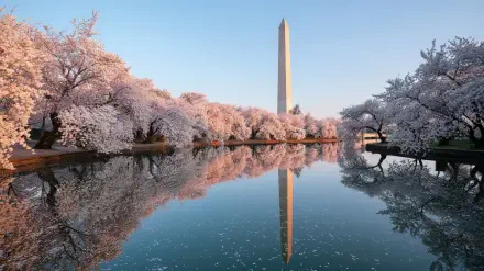 2K Quad HD PC desktop wallpaper of Washington D.C.'s Tidal Basin in spring: cherry blossoms framing the water with the Washington Monument reflected against a clear sky.
