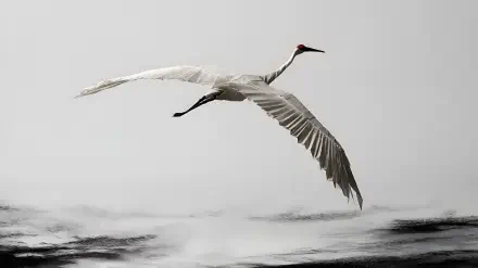 Origami white whooping crane soaring over gray mist, minimalist 4K Ultra HD PC desktop wallpaper background.