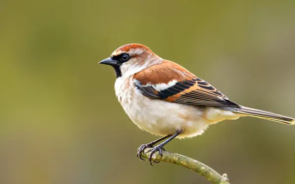 sparrow bird finch songbird HD Desktop Wallpaper | Background Image
