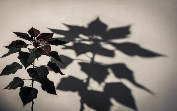 4K Ultra HD PC desktop wallpaper of a poinsettia plant casting a crisp, sculptural shadow on a neutral wall.