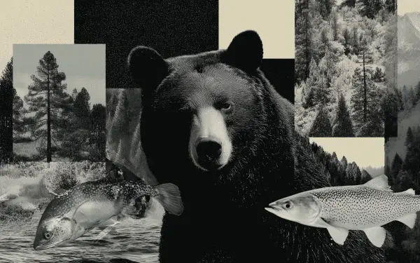 Black & white cryptidcore Aesthetic Collage of a bear with floating fish and forest panels — 2K Quad HD PC desktop wallpaper and background