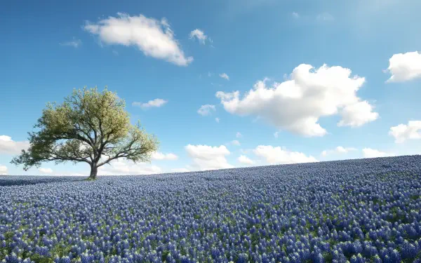 HD PC desktop wallpaper and background showing a spring flower field of Texas bluebonnets stretching to the horizon under a bright sky with fluffy clouds and a lone tree.