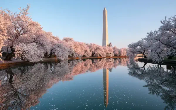 2K Quad HD PC desktop wallpaper of Washington D.C.'s Tidal Basin in spring: cherry blossoms framing the water with the Washington Monument reflected against a clear sky.