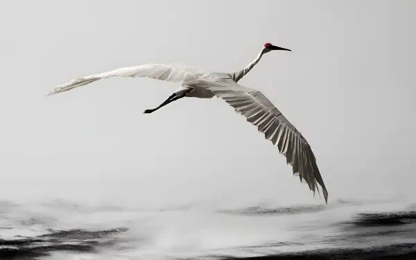 Origami white whooping crane soaring over gray mist, minimalist 4K Ultra HD PC desktop wallpaper background.