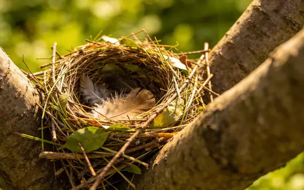 4K Ultra HD PC desktop wallpaper: nature scene of a bird nest with a soft feather nestled in sunlit branches and green foliage.