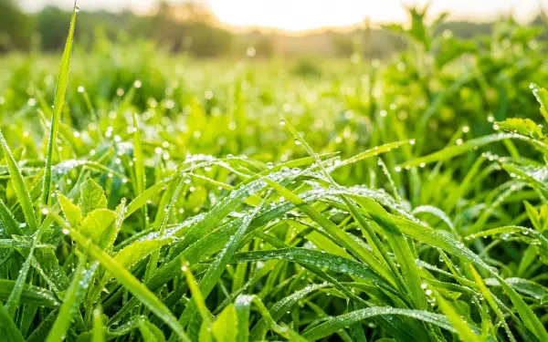 Morning dew on green grass at sunrise, droplets glistening in soft light — 5K Ultra HD PC desktop wallpaper and background.