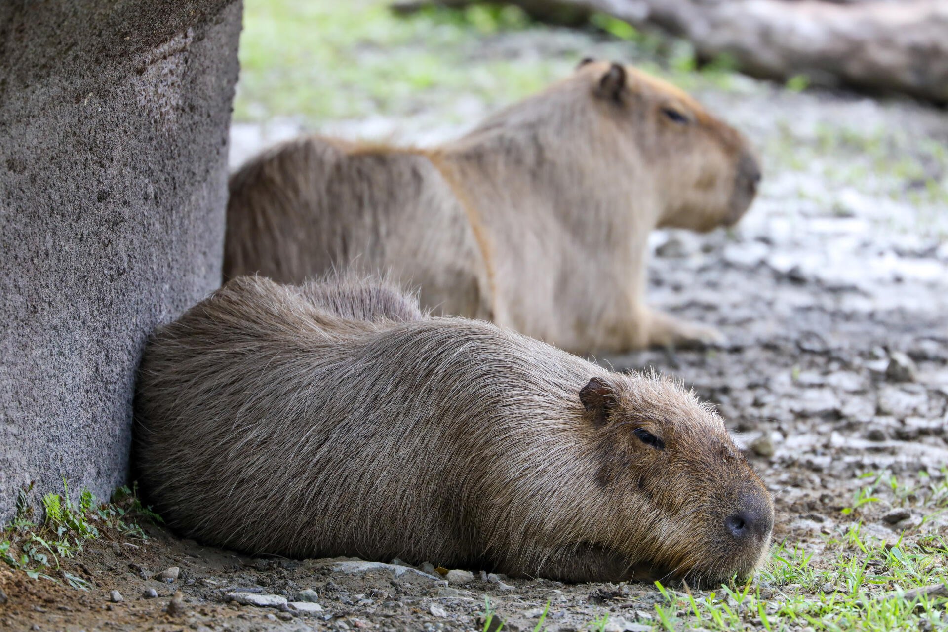Two capybaras (animal) resting on rocky ground by a concrete ledge, peaceful close-up — 5K Ultra HD PC desktop wallpaper and background.