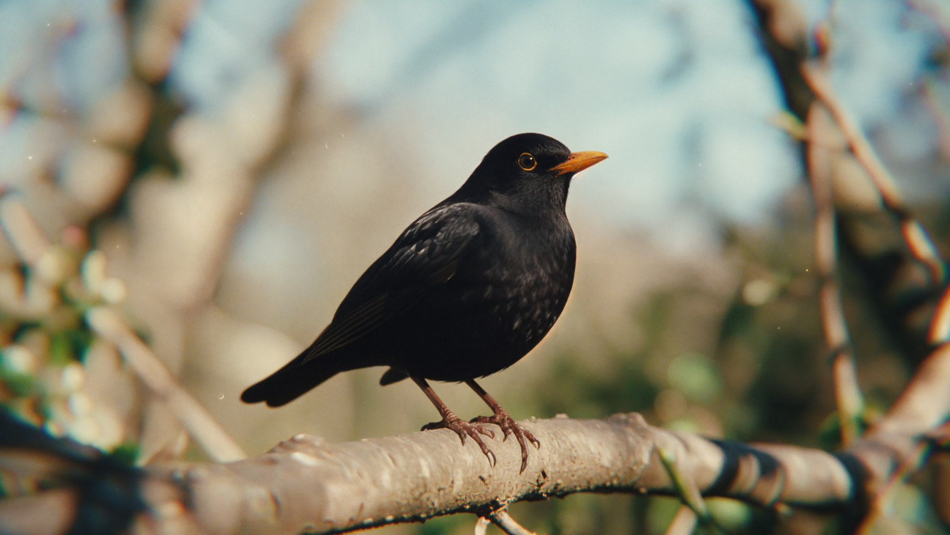 Blackbird perched on a sunlit branch, crisp 4K Ultra HD PC desktop wallpaper and background showcasing glossy black feathers against a warm bokeh woodland backdrop.