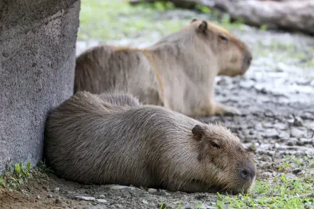 Two capybaras (animal) resting on rocky ground by a concrete ledge, peaceful close-up — 5K Ultra HD PC desktop wallpaper and background.