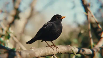 Blackbird perched on a sunlit branch, crisp 4K Ultra HD PC desktop wallpaper and background showcasing glossy black feathers against a warm bokeh woodland backdrop.