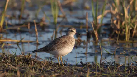 Shorebird on a muddy marsh edge among reeds at golden hour — birdwatching close-up in shallow water. 2K Quad HD PC desktop wallpaper background.