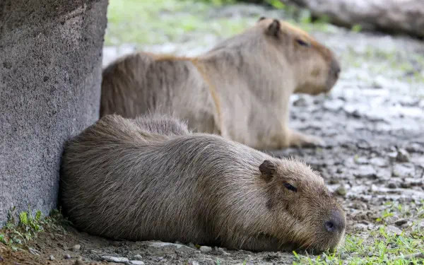 Two capybaras (animal) resting on rocky ground by a concrete ledge, peaceful close-up — 5K Ultra HD PC desktop wallpaper and background.