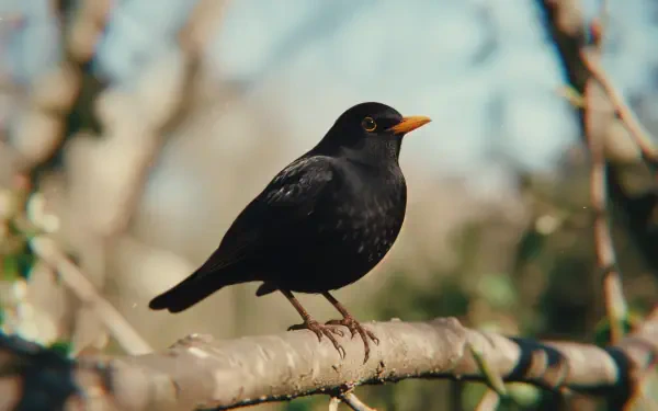 Blackbird perched on a sunlit branch, crisp 4K Ultra HD PC desktop wallpaper and background showcasing glossy black feathers against a warm bokeh woodland backdrop.