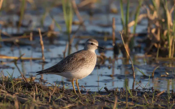 Shorebird on a muddy marsh edge among reeds at golden hour — birdwatching close-up in shallow water. 2K Quad HD PC desktop wallpaper background.