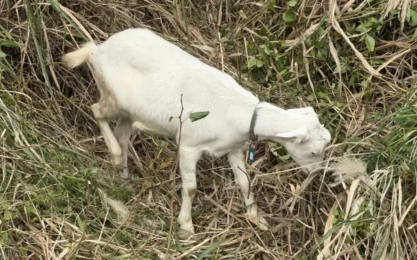 Nagi and Pokke meme goat standing in dry grass, 4K Ultra HD PC desktop wallpaper and background.