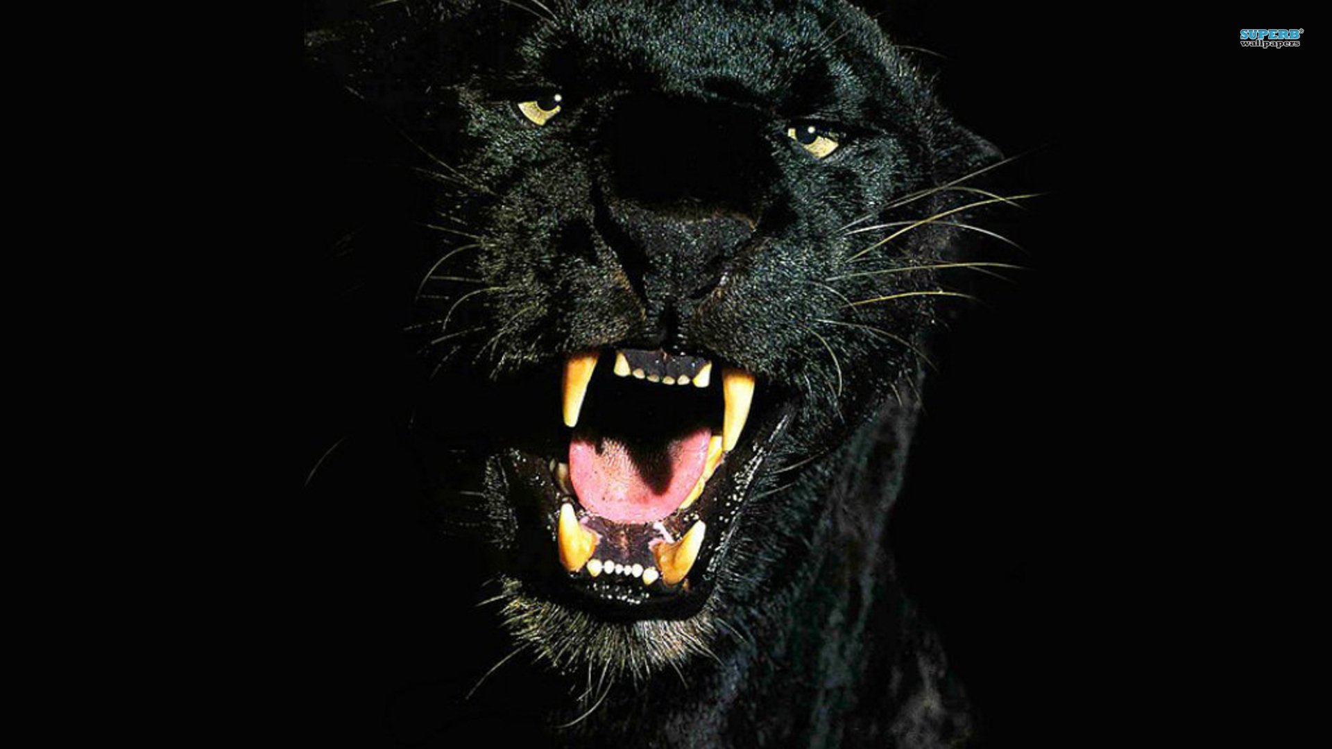 Black Panther 3d Wallpaper Hd Image Num 76