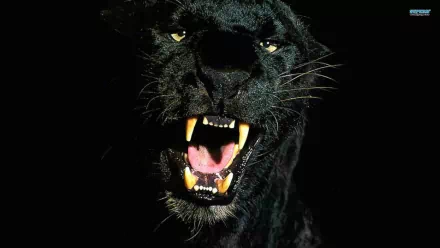 HD wallpaper featuring a close-up of a black panther showing its teeth against a dark background.