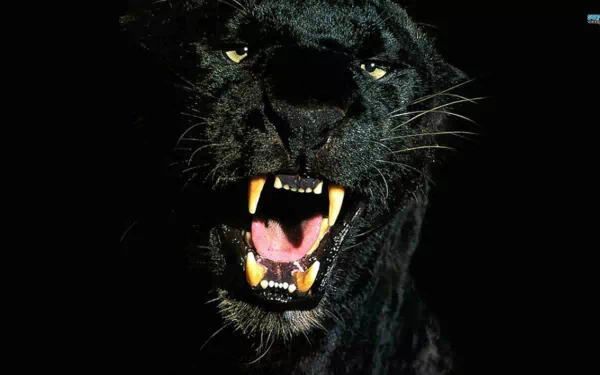 HD wallpaper featuring a close-up of a black panther showing its teeth against a dark background.