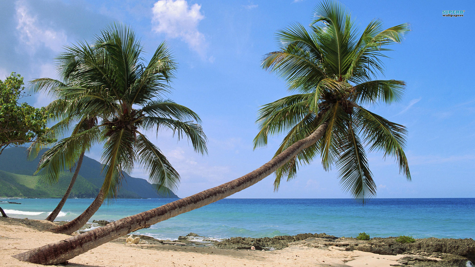150+ Palm Tree HD Wallpapers and Backgrounds