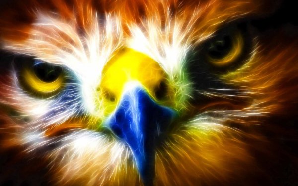 Animal Eagle Birds Eagles Wallpaper