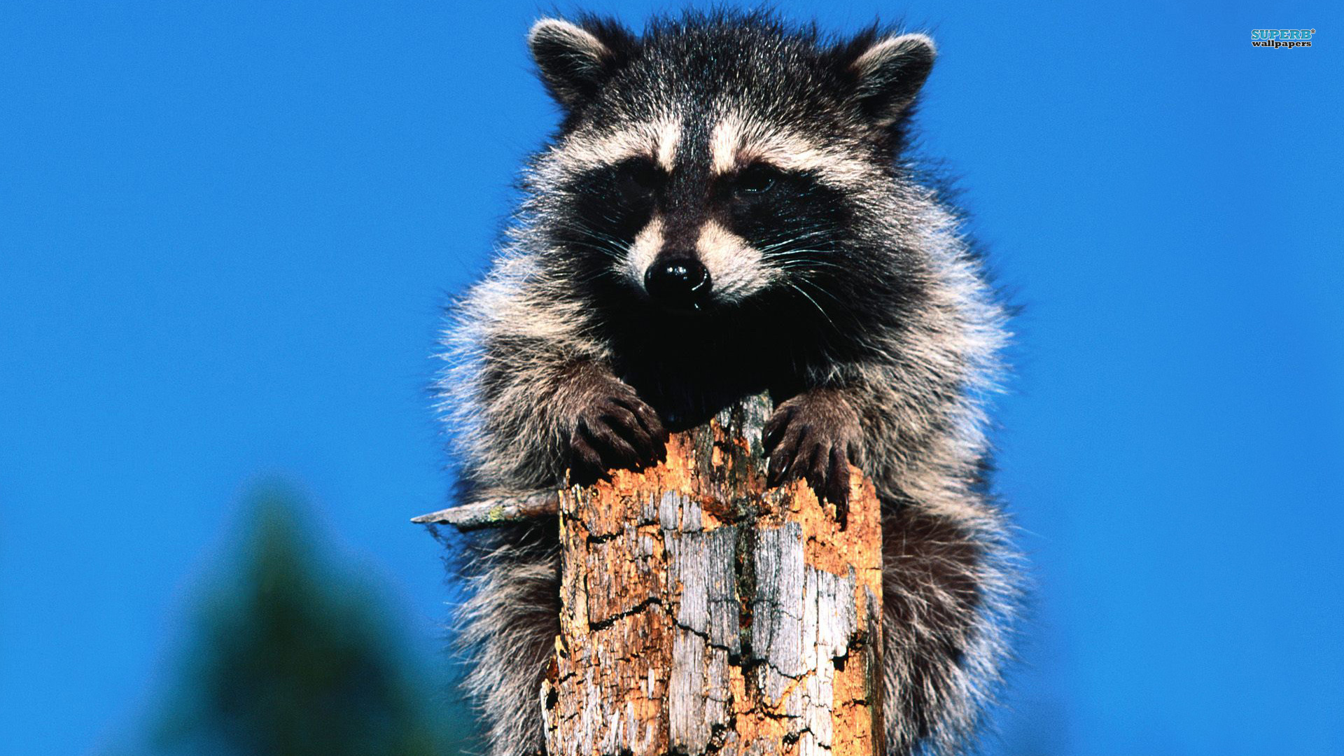 Adorable raccoon in its natural habitat.