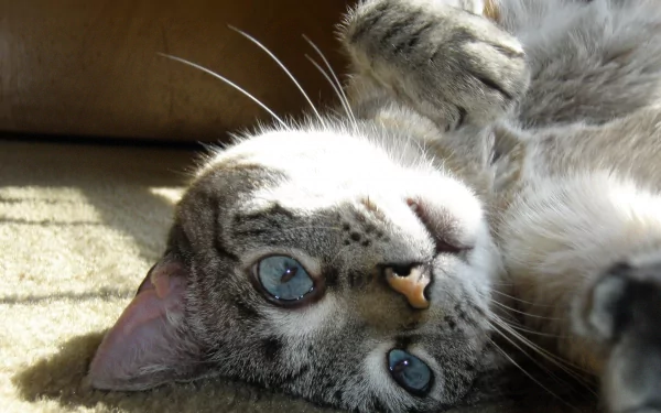  Playful Angel