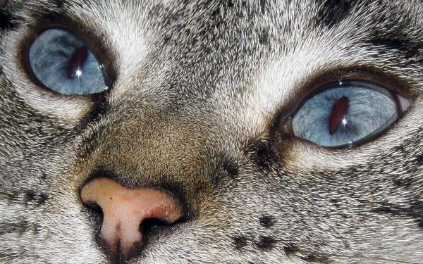  Sky Blue Eyes