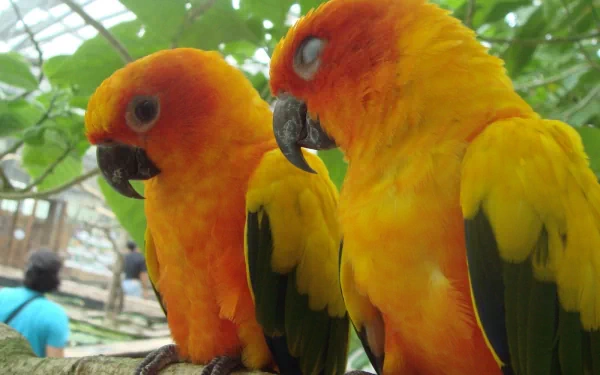 Two vibrant Sun Parakeets sit closely together on a branch, showcasing their bright orange and yellow feathers amidst a lush green background. A tranquil scene for HD desktop wallpaper.