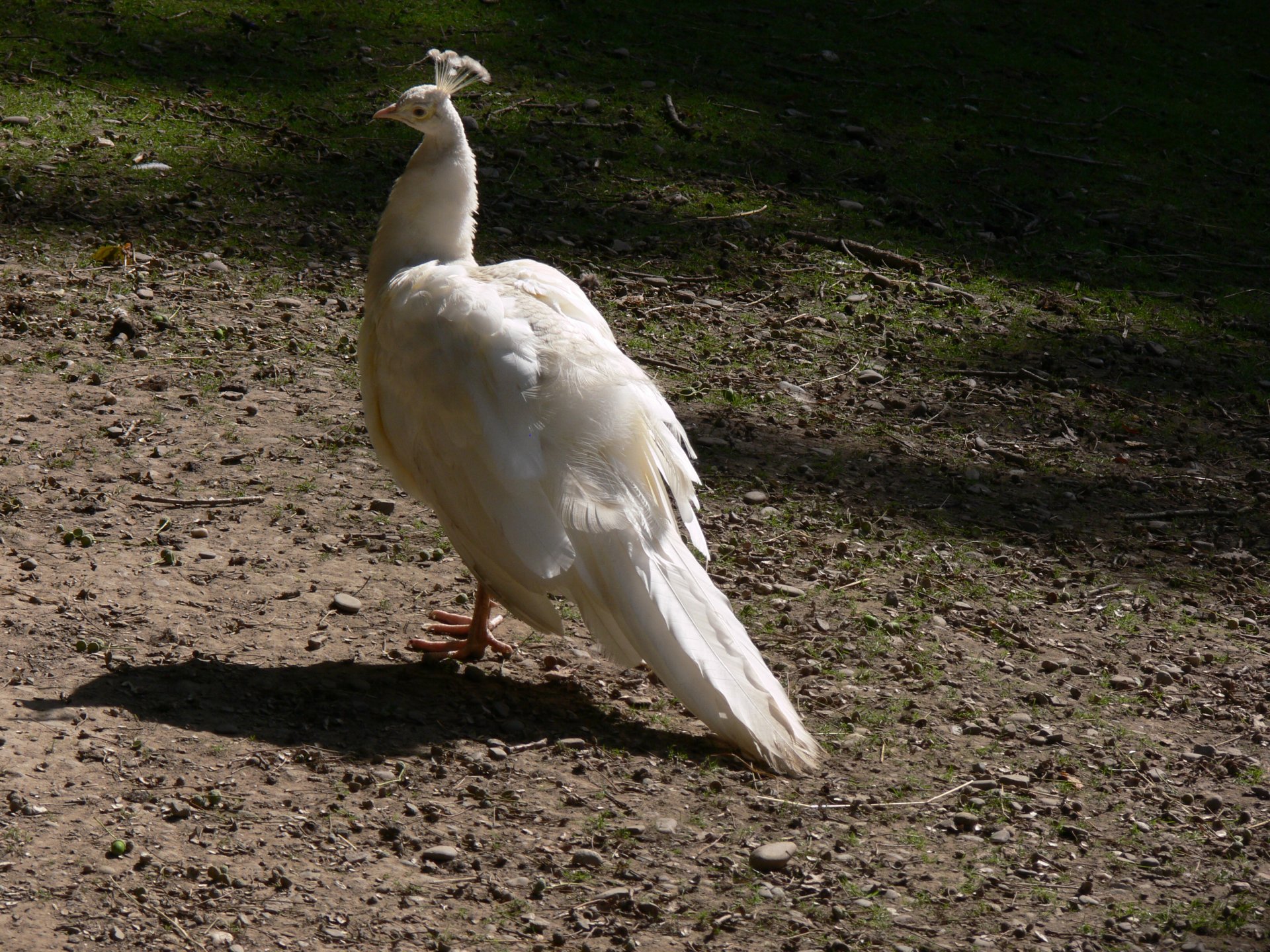 A white peacock stands on a sunlit dirt ground, captured in HD quality as a striking animal wallpaper for PC desktops.