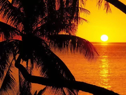 HD PC desktop wallpaper: tropical nature sunset with silhouetted palm tree framing the golden sun over calm ocean, warm orange sky reflecting on water.