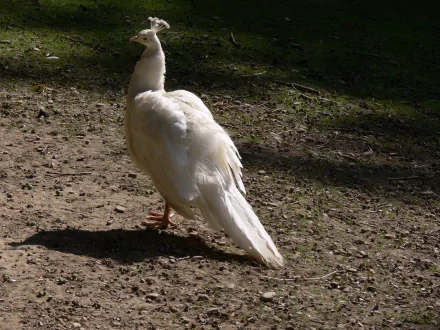 A white peacock stands on a sunlit dirt ground, captured in HD quality as a striking animal wallpaper for PC desktops.