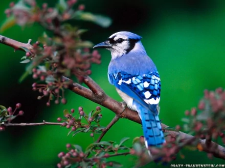 A vibrant blue jay perched on a branch with delicate buds, set against a lush green background, creating a striking HD PC desktop wallpaper.