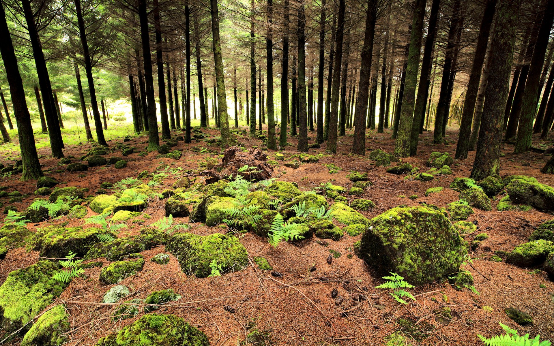 Moss-covered forest floor with ferns and scattered stones under tall pine trees, sunlit canopy — 2K Quad HD nature PC desktop wallpaper/background.