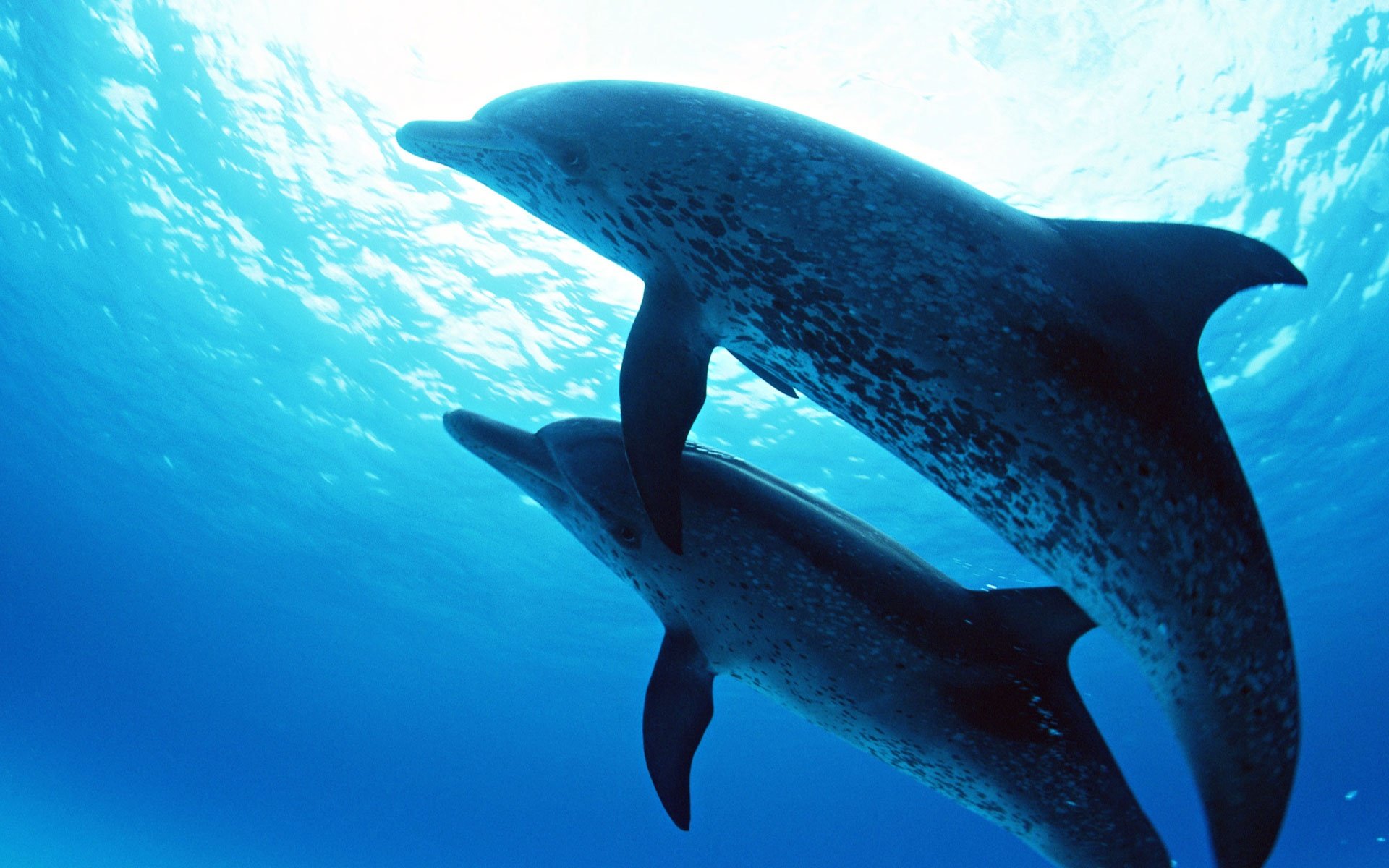 HD desktop wallpaper featuring two dolphins swimming gracefully underwater against a bright blue ocean background.
