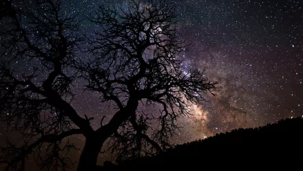A striking HD desktop wallpaper showcasing the Milky Way galaxy, illuminated against a dark, silhouetted tree, creating a captivating sci-fi atmosphere.