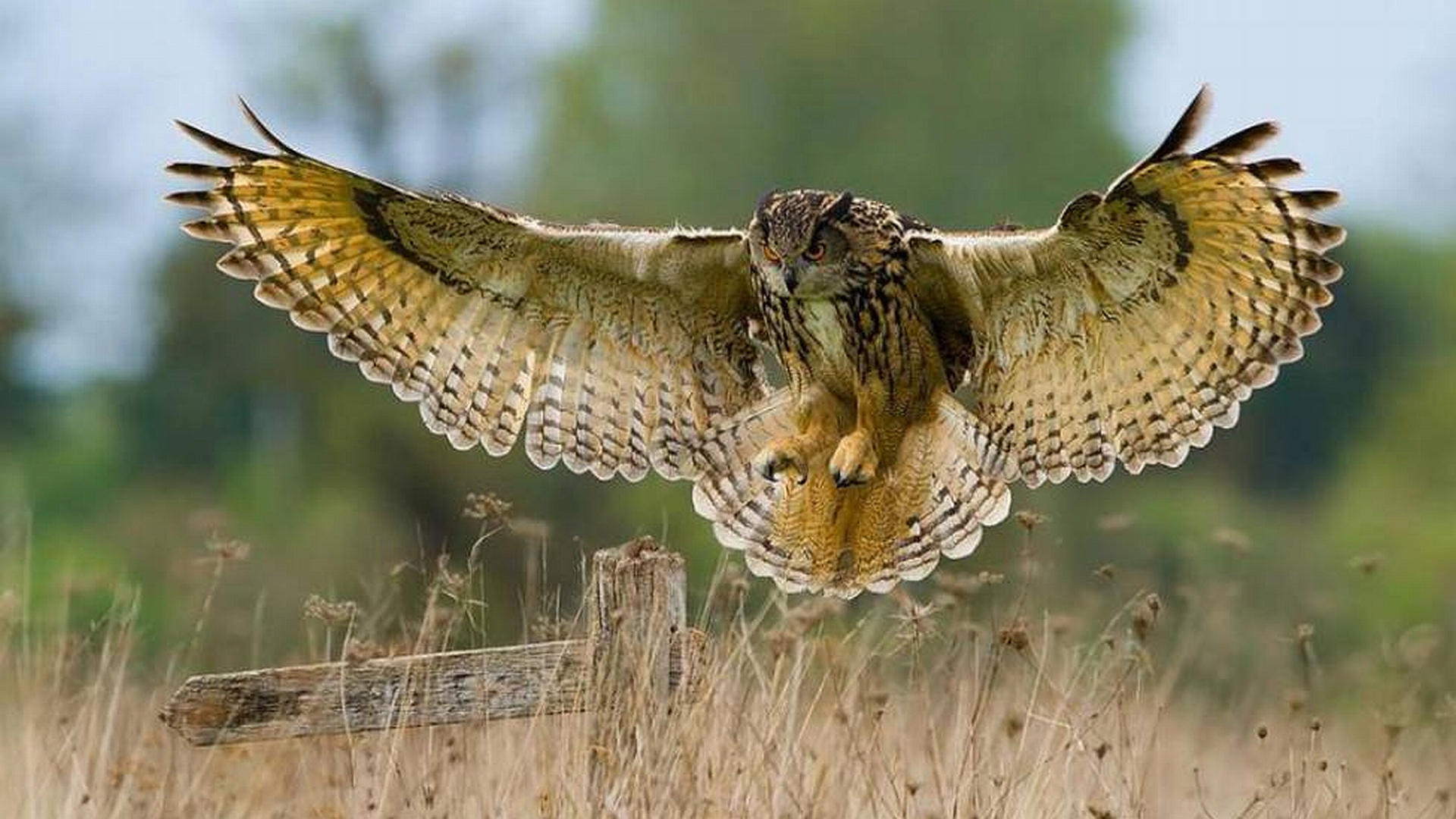 Animal Owl HD Wallpaper | Background Image