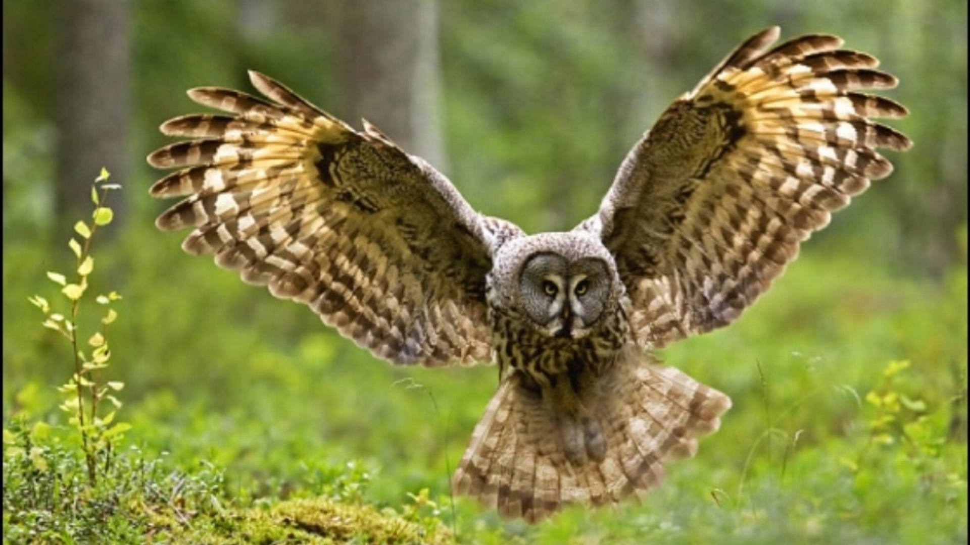 Animal Owl HD Wallpaper | Background Image