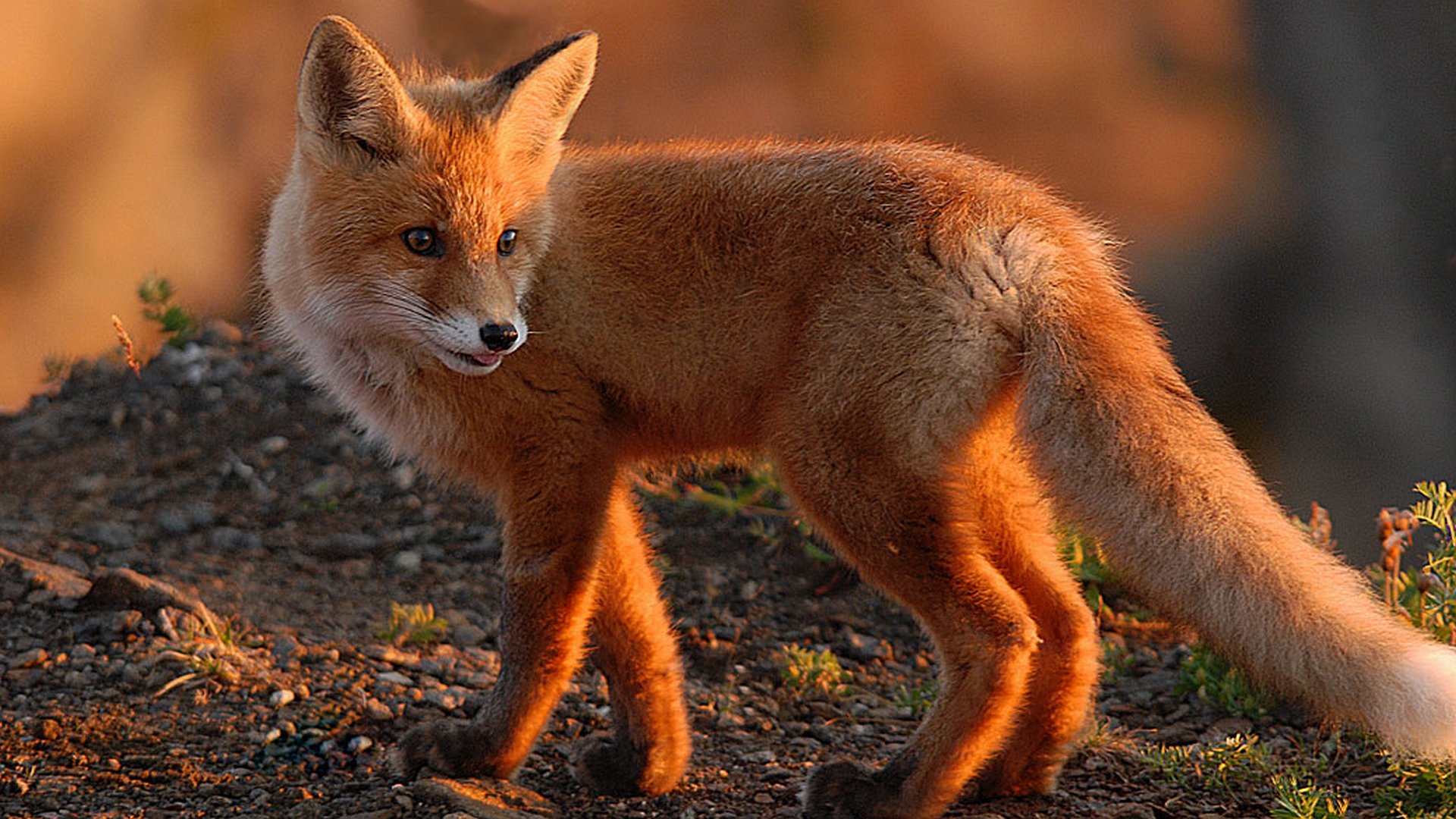 Majestic Fox In Natural HD Wallpaper Charm 1920x1080 Wallpaper Abyss