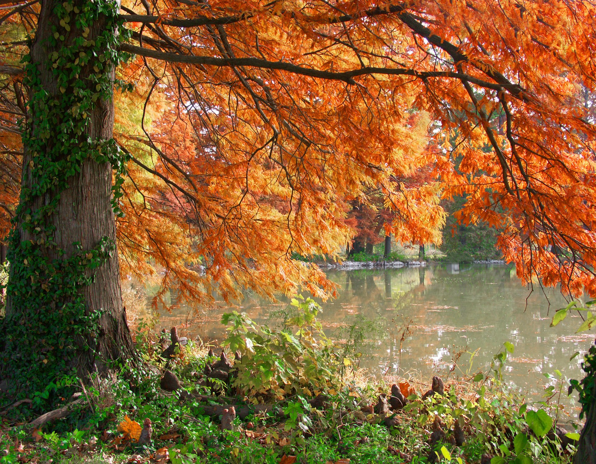 Download Nature Tree HD Wallpaper