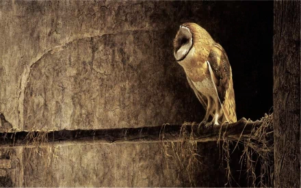 A barn owl perched quietly on a rustic beam, showcasing its unique coloration and serene presence against a textured background. This HD image serves as an engaging desktop wallpaper.