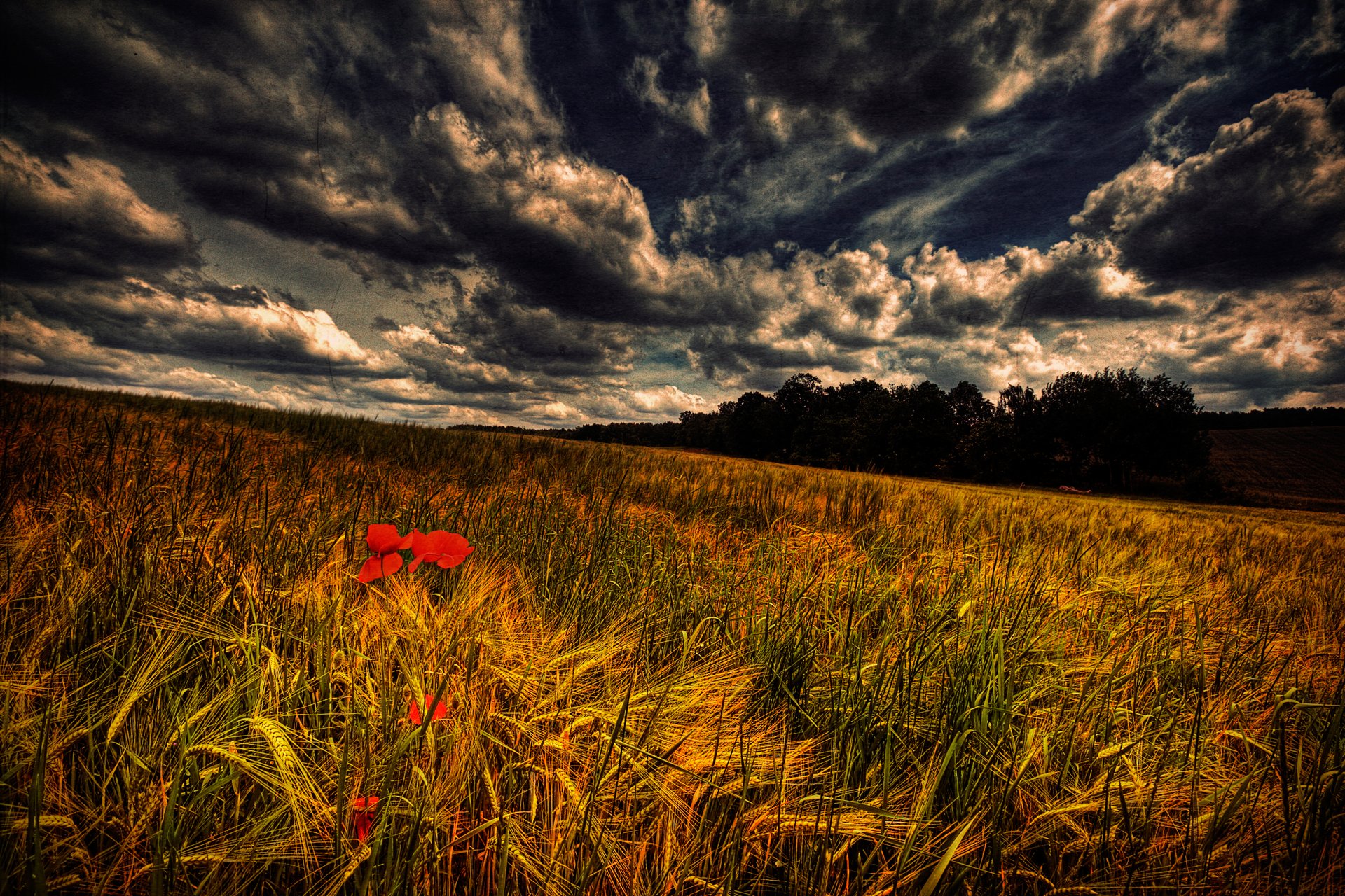 Green grass field, forest, HDR, grass, nature HD wallpaper | Wallpaper Flare