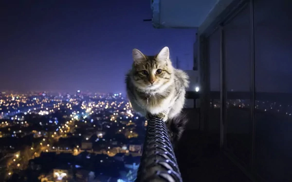 A cat stares intently while balancing on a railing with a city skyline illuminated at night in the background. HD desktop wallpaper and background.