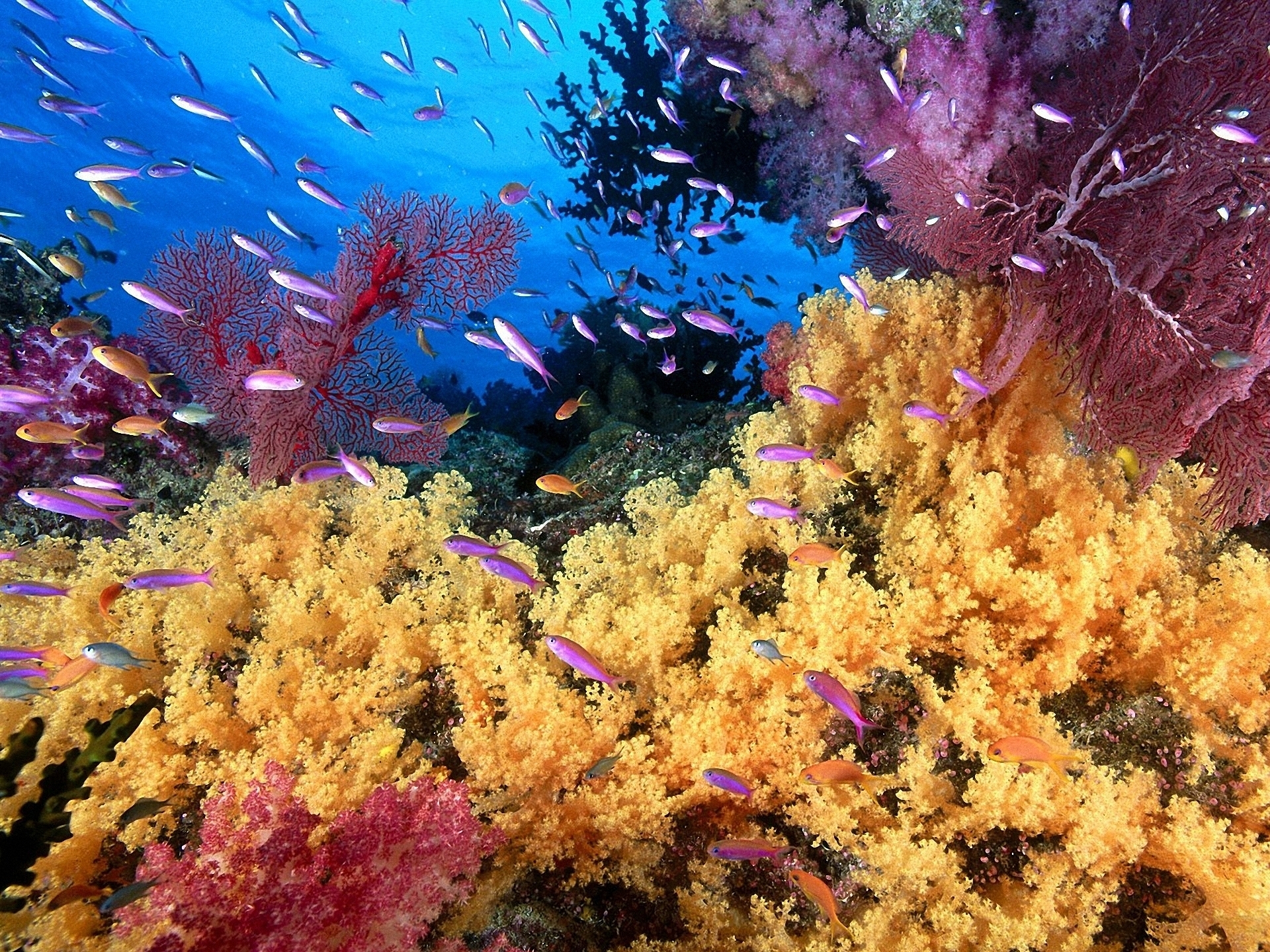 Sea life animal underwater desktop wallpaper.