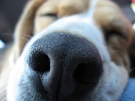 Close-up HD wallpaper of a beagle's muzzle, highlighting the texture of its nose with its eyes gently closed.